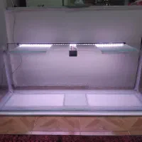 آکواریوم ماهی