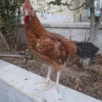 جوجه خروس محلی آواز خوان
