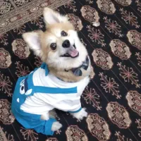 سگ پامر اشپیدز