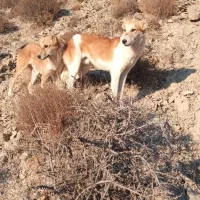 توله سگ فروشی|سگ|اسفراین, |دیوار