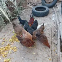 فروش مرغ عربی اصل|حیوانات مزرعه|رامشیر, |دیوار