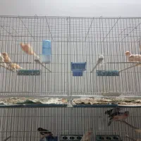 جوجه قناری موزاییکی سرخ اصل و رد فکتور