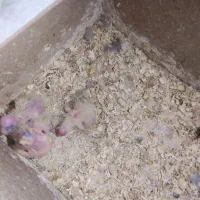 جوجه عروس سرلاکی