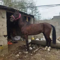 فروش نریان 5 سال