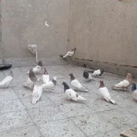 کبوتر کله ای