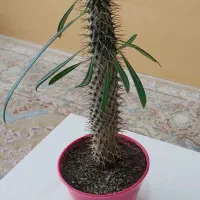 نخل ماداگاسکار|گل و گیاه طبیعی|بومهن, |دیوار