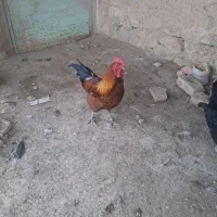 خروس محلی مولد،  درشت و چاق  بیضا