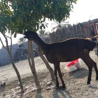 میش افغان