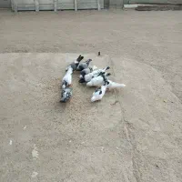 کبوتر فروشی