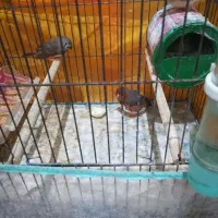 فنج کینگ وفنج زبرا هردو باجوجه