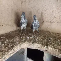 کبوتر
