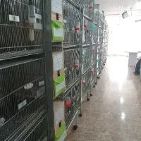 تکنسین  و دامپزشک