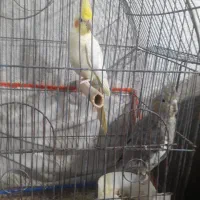 طوطی عروس هلندی نرماده‌روی تخم هستن