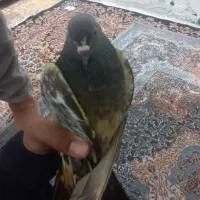 کبوتر پاکستانی