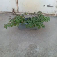 گلهای طبیعی