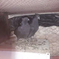 جفت جوجه سیاه دم سفید.جوجه طوق زرد نر|پرنده|بهبهان, |دیوار