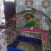 طوطی|پرنده|خرمشهر, |دیوار