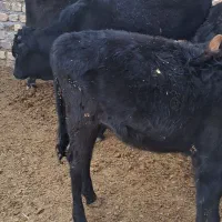 گوساله نر و ماده|حیوانات مزرعه|لوشان, |دیوار