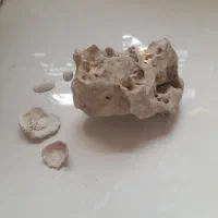 سنگ اکواریم معاوضه با مرغ یا جوجه|ماهی|شاهین‌شهر, خانه کارگر|دیوار