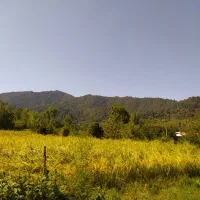اجاره زمین برای باقالی|اجارهٔ دفتر صنعتی، کشاورزی، تجاری|لیسار, |دیوار