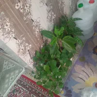 گلهای طبیعی ودرجه یک|گل و گیاه طبیعی|اهواز, حصیرآباد|دیوار