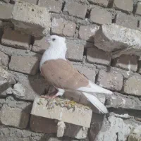 نر شوزرد عتیقه