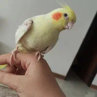 عروس هلندی|پرنده|نورآباد, |دیوار