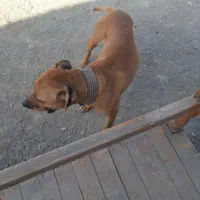 پیت بول نر ۲ساله|سگ|کرج, اسدآباد|دیوار