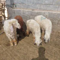 سرقت شده بره (کهره میش بره بز )