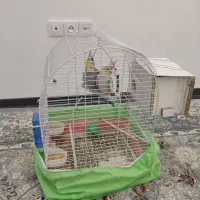 عروس|پرنده|قم, شهید صیاد شیرازی|دیوار