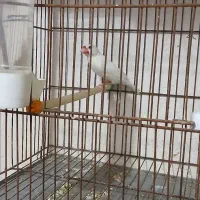 نرگسی نر بالغ مست