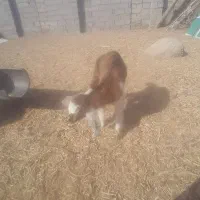 بزغاله‌فروشی|حیوانات مزرعه|هامون, |دیوار