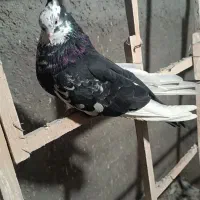 دم سیاه چهل سانت|پرنده|میانه, |دیوار