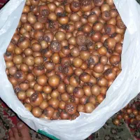 میوه کنوس(ازگیل)