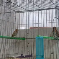 بنگالی گلدین کرواتی