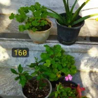 فروش حضوری گل‌های خانگی|گل و گیاه طبیعی|کرج, شهرک بهداری|دیوار