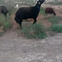 جنس افشار گوسفند و قوچ و بره