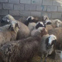 ۱۸راس میش ترکی ودورگ جفتی ۲۸۵۰۰۰۰۰|حیوانات مزرعه|بهمن صغاد, |دیوار