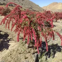 انواع نهال زرشک