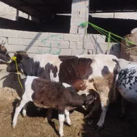 گاو گوساله دار نر 10کیلو شیر|حیوانات مزرعه|فراغی, |دیوار