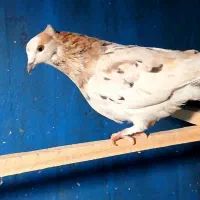 کبوتر سرور کاکلی ماده