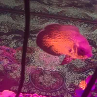 ماهی اسکار|ماهی|اهر, |دیوار