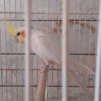 عروس هلندی لوتینو بالغ|پرنده|فردوس (خراسان), |دیوار