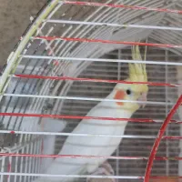 عروس هلندی گمشده