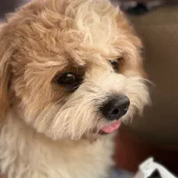 شیتزو تریر نر