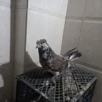 کبوتران پرشی