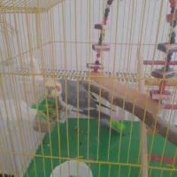 عروس هلندی|پرنده|هشتگرد, شهرک فرهنگیان|دیوار