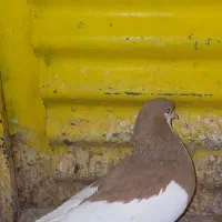 کبوتر|پرنده|شیراز, داریون|دیوار