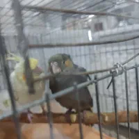 جوجه عروس هلندی رام و دستی|پرنده|ری, شهادت|دیوار