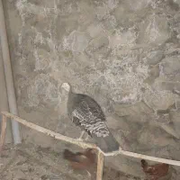 بوقلمون ماده